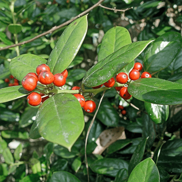 Berberis-plante. Buskeplante med grønne blader og røde bær.